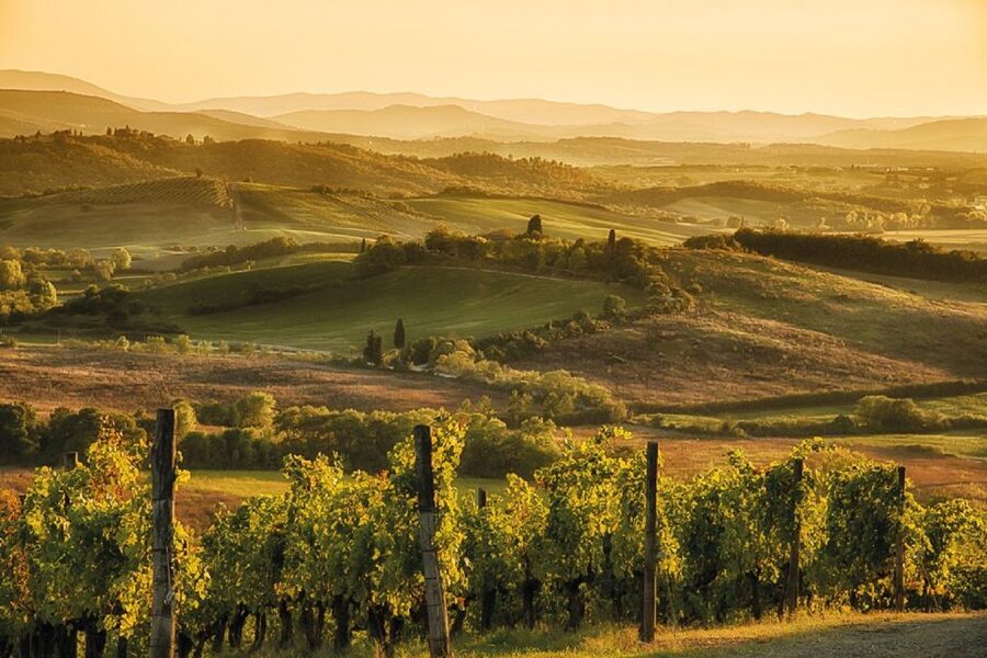 Florence/Badesse: Tuscany Group Vespa Tour with Wine Tasting - The winery visit and wine tasting