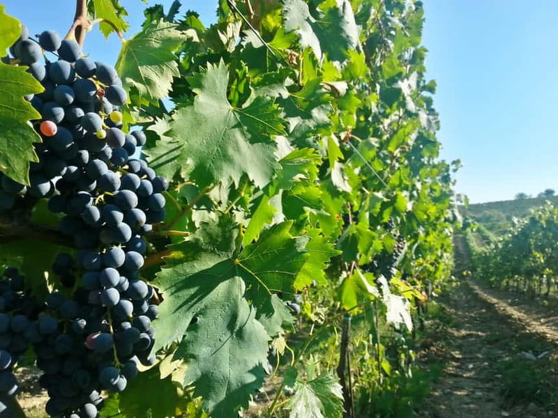 From Florence: Chianti Self-Guided Vespa Tour with Lunch - Greve in Chianti and its triangular square